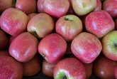 Apple Phooto