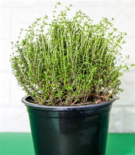 Potted Thyme 6"